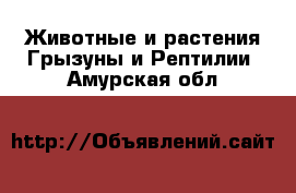 Животные и растения Грызуны и Рептилии. Амурская обл.